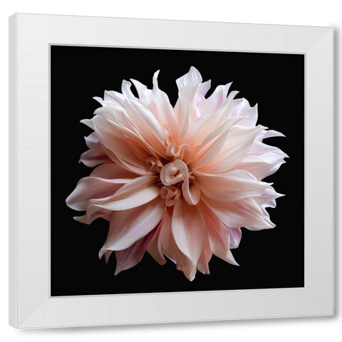 Dahlia 5 White Modern Wood Framed Art Print by Reynolds, Richard