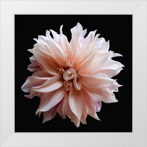 Dahlia 5 White Modern Wood Framed Art Print by Reynolds, Richard