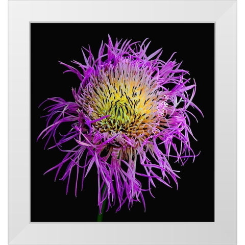 Basket Flower White Modern Wood Framed Art Print by Reynolds, Richard
