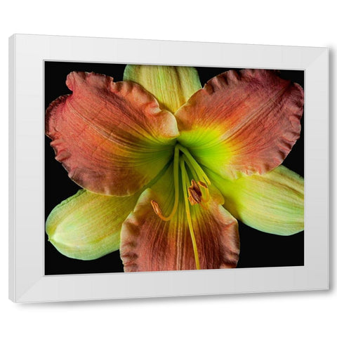 Daylily 2 White Modern Wood Framed Art Print by Reynolds, Richard