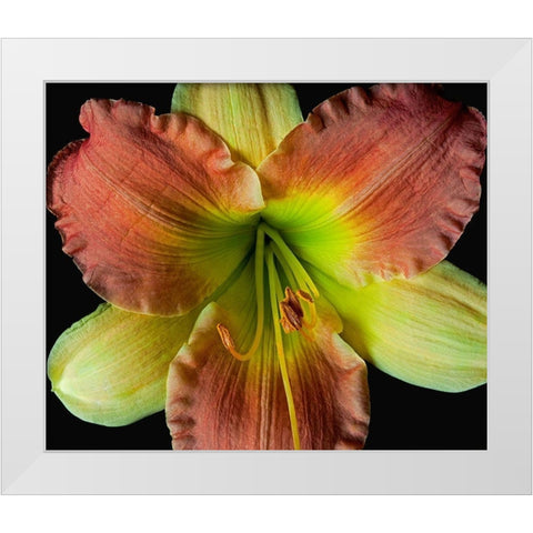 Daylily 2 White Modern Wood Framed Art Print by Reynolds, Richard