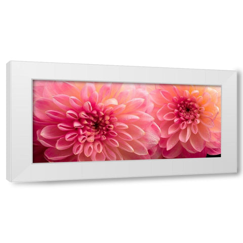 Dahlia 6 White Modern Wood Framed Art Print by Reynolds, Richard