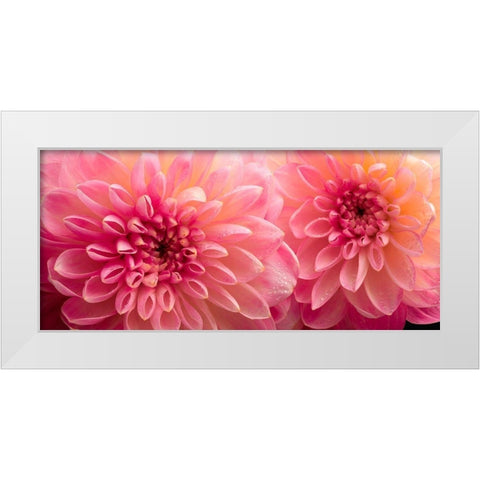 Dahlia 6 White Modern Wood Framed Art Print by Reynolds, Richard