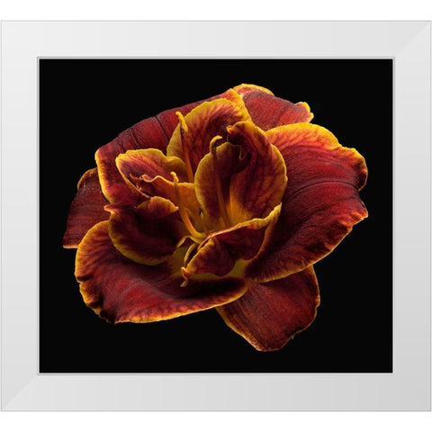 Daylily ~ Night Embers White Modern Wood Framed Art Print by Reynolds, Richard