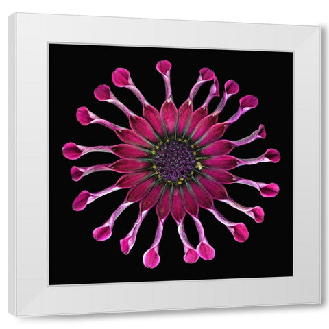 African Daisy 2 White Modern Wood Framed Art Print by Reynolds, Richard