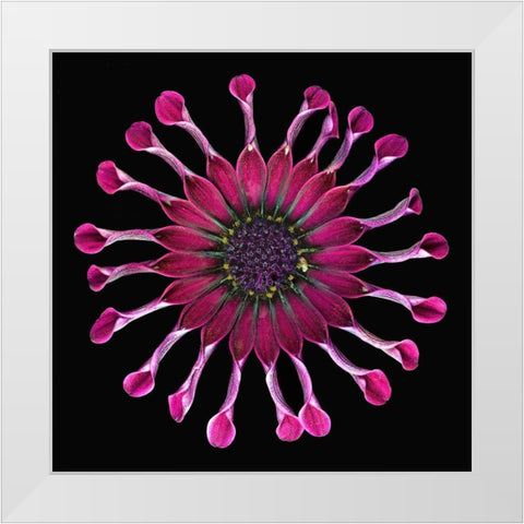African Daisy 2 White Modern Wood Framed Art Print by Reynolds, Richard