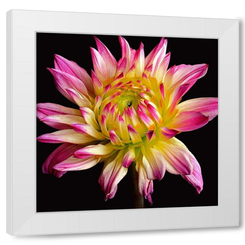 Dahlia 1 White Modern Wood Framed Art Print by Reynolds, Richard