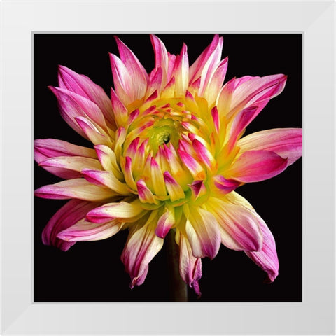 Dahlia 1 White Modern Wood Framed Art Print by Reynolds, Richard