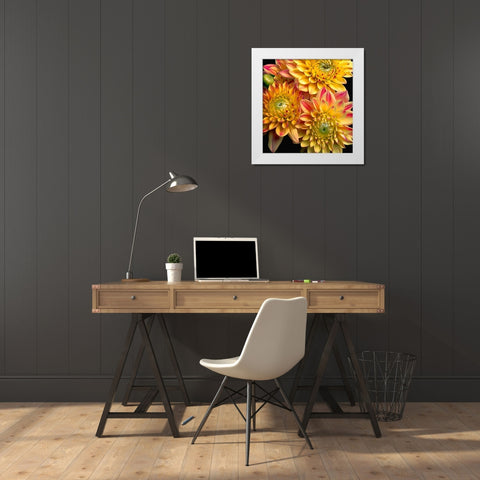 Dahlias White Modern Wood Framed Art Print by Reynolds, Richard