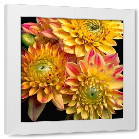 Dahlias White Modern Wood Framed Art Print by Reynolds, Richard