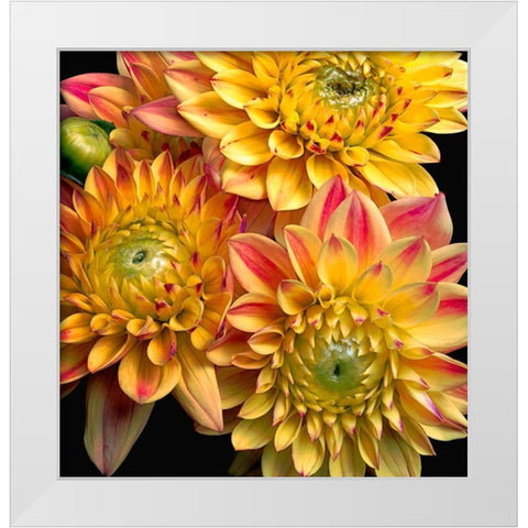 Dahlias White Modern Wood Framed Art Print by Reynolds, Richard