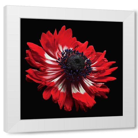 Anemone White Modern Wood Framed Art Print by Reynolds, Richard