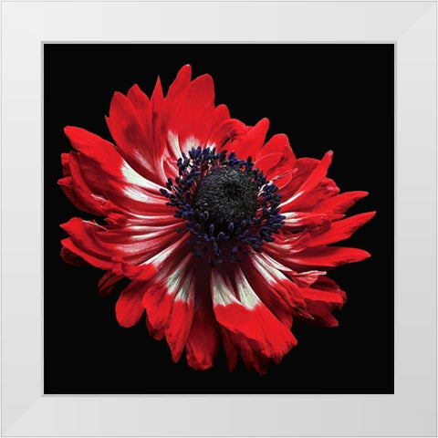 Anemone White Modern Wood Framed Art Print by Reynolds, Richard