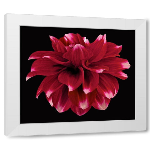 Dahlia 2 White Modern Wood Framed Art Print by Reynolds, Richard