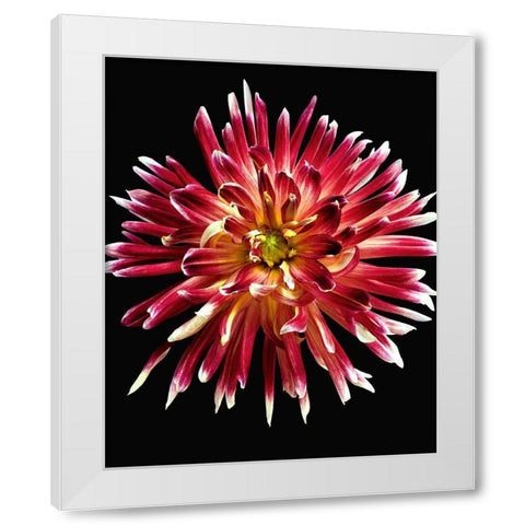 Dahlia 4 White Modern Wood Framed Art Print by Reynolds, Richard