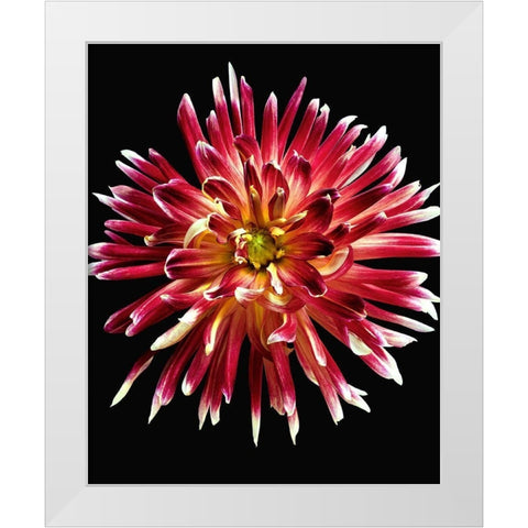 Dahlia 4 White Modern Wood Framed Art Print by Reynolds, Richard