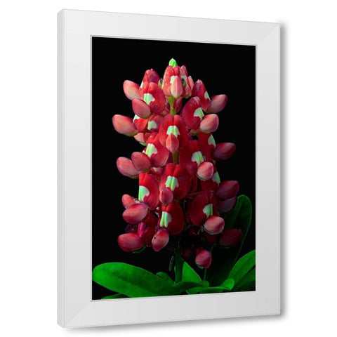 Aggie Bluebonnet White Modern Wood Framed Art Print by Reynolds, Richard