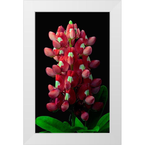 Aggie Bluebonnet White Modern Wood Framed Art Print by Reynolds, Richard