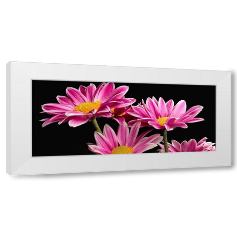 African Daisy White Modern Wood Framed Art Print by Reynolds, Richard