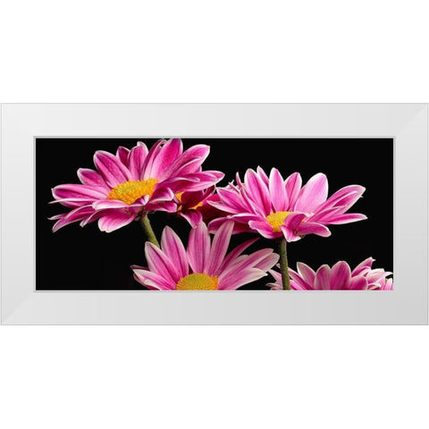 African Daisy White Modern Wood Framed Art Print by Reynolds, Richard