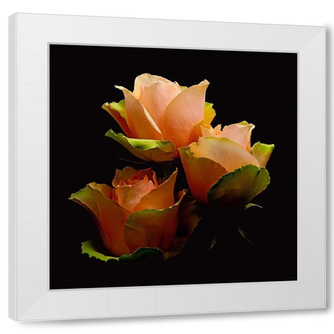 Garden Rose 1 White Modern Wood Framed Art Print by Reynolds, Richard