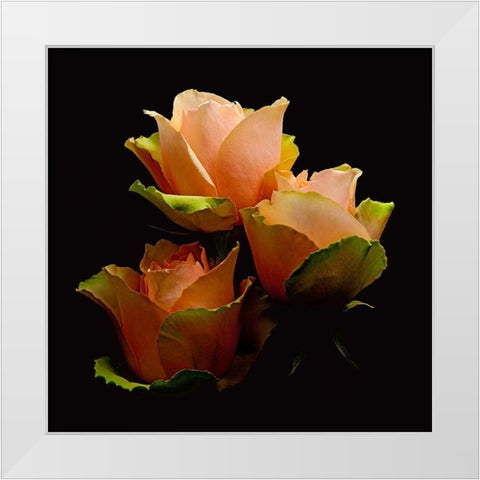 Garden Rose 1 White Modern Wood Framed Art Print by Reynolds, Richard