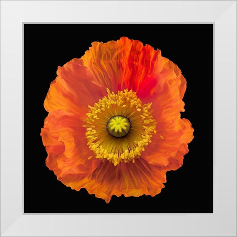 Iceland Poppy White Modern Wood Framed Art Print by Reynolds, Richard