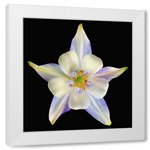Columbine Origami Blue 2 White Modern Wood Framed Art Print by Reynolds, Richard
