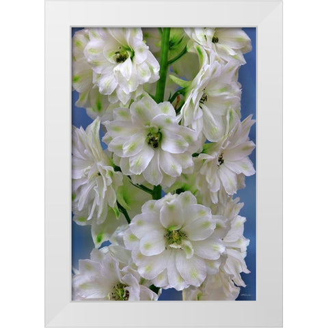 Delphinium Double Innocence White Modern Wood Framed Art Print by Reynolds, Richard