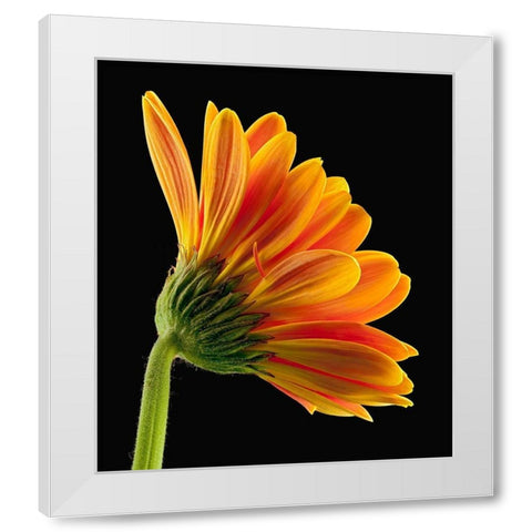 Gerbera Daisy White Modern Wood Framed Art Print by Reynolds, Richard