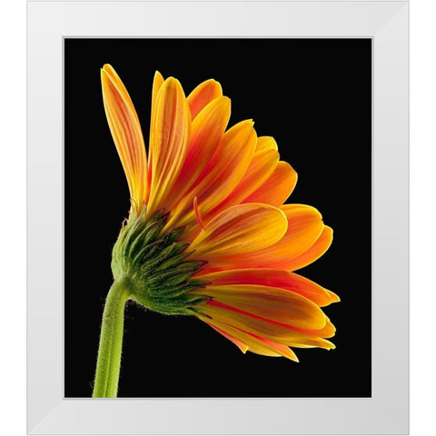 Gerbera Daisy White Modern Wood Framed Art Print by Reynolds, Richard