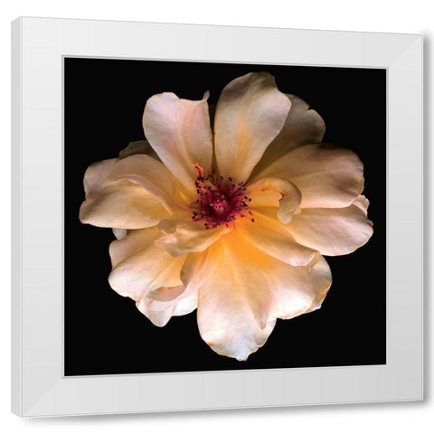 Butterfly Rose White Modern Wood Framed Art Print by Reynolds, Richard