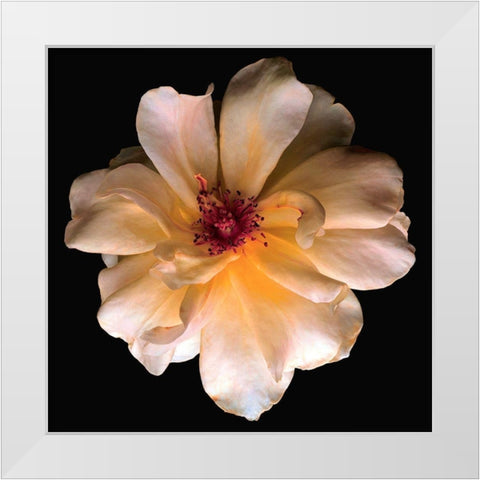 Butterfly Rose White Modern Wood Framed Art Print by Reynolds, Richard