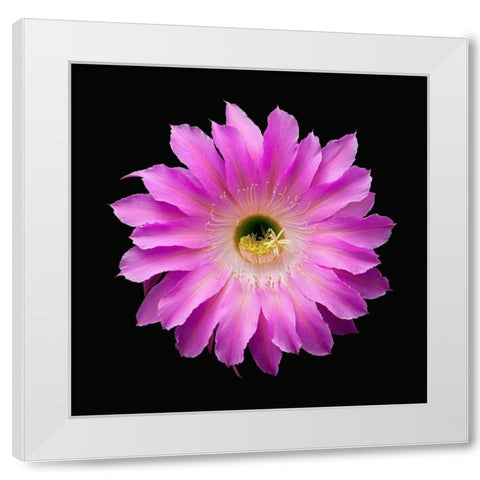 Echinopsis Maria Piazza White Modern Wood Framed Art Print by Reynolds, Richard