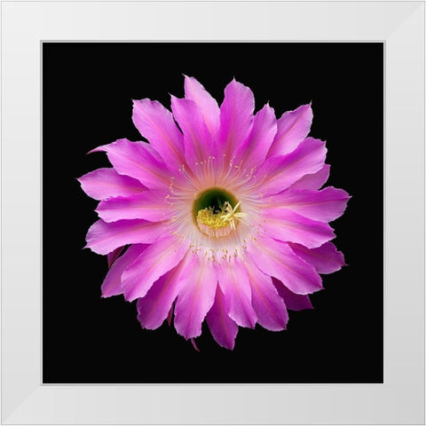 Echinopsis Maria Piazza White Modern Wood Framed Art Print by Reynolds, Richard