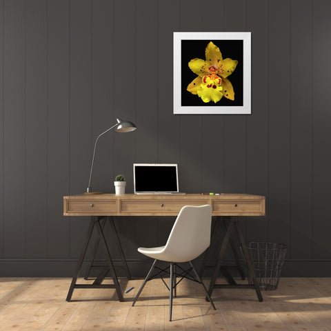 Orchid Odontocidium - Mayfair White Modern Wood Framed Art Print by Reynolds, Richard
