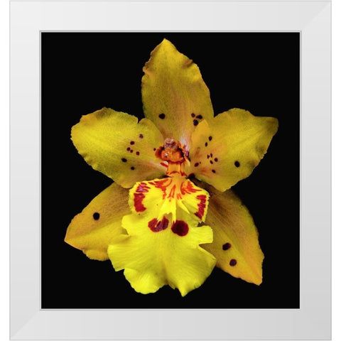 Orchid Odontocidium - Mayfair White Modern Wood Framed Art Print by Reynolds, Richard