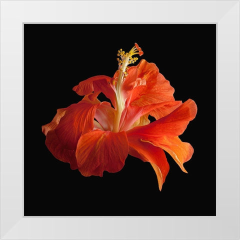 Tropical Hibiscus ~ Double Orange White Modern Wood Framed Art Print by Reynolds, Richard