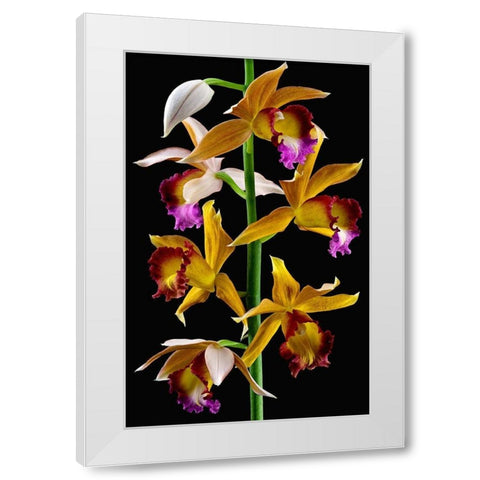 Nuns Orchid White Modern Wood Framed Art Print by Reynolds, Richard