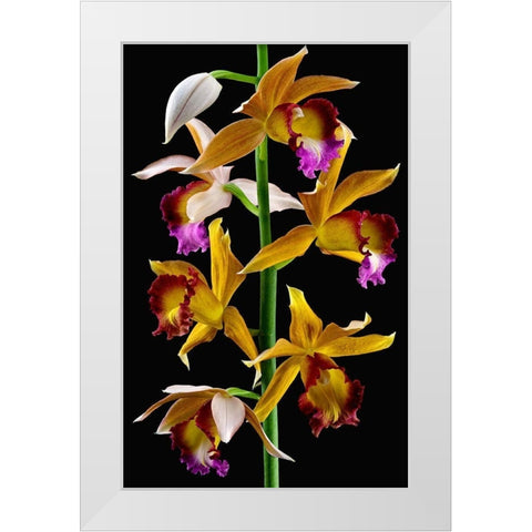Nuns Orchid White Modern Wood Framed Art Print by Reynolds, Richard