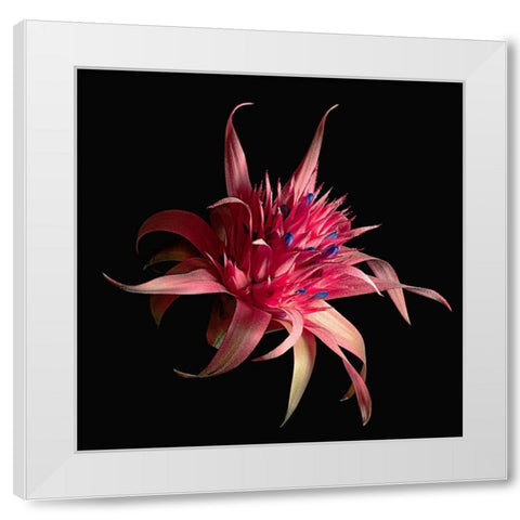 Silver Vase Bromeliad White Modern Wood Framed Art Print by Reynolds, Richard