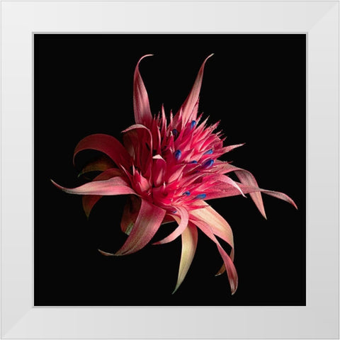 Silver Vase Bromeliad White Modern Wood Framed Art Print by Reynolds, Richard
