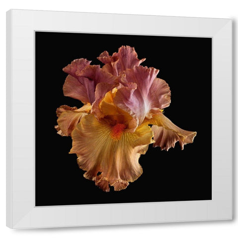Tall Bearded Iris White Modern Wood Framed Art Print by Reynolds, Richard