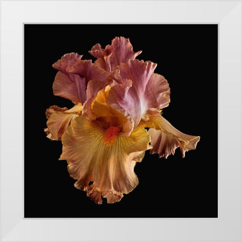 Tall Bearded Iris White Modern Wood Framed Art Print by Reynolds, Richard