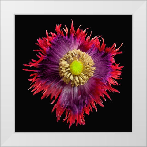 Poppy Drama ~ Queen White Modern Wood Framed Art Print by Reynolds, Richard