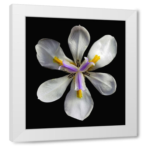 Variegated Cape Iris - Variegata White Modern Wood Framed Art Print by Reynolds, Richard