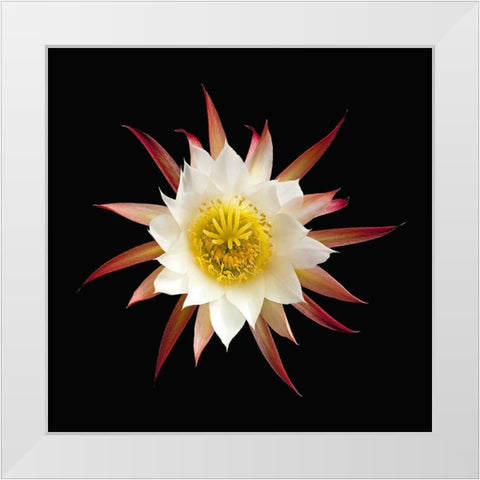Unknown Echinopsis Cactus White Modern Wood Framed Art Print by Reynolds, Richard