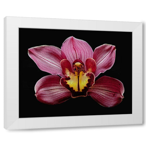 Orchid Eikoh White Modern Wood Framed Art Print by Reynolds, Richard
