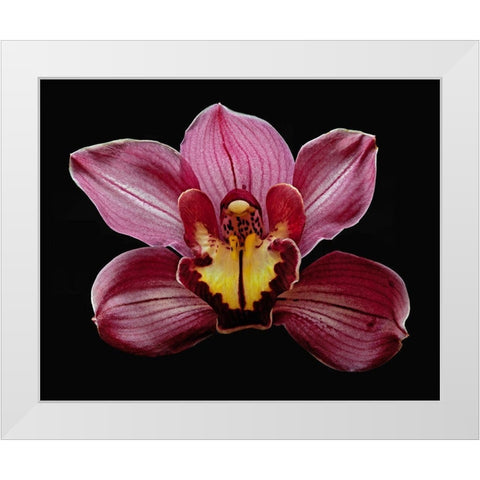 Orchid Eikoh White Modern Wood Framed Art Print by Reynolds, Richard