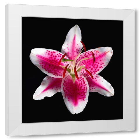 Oriental Lily ~ Stargazer White Modern Wood Framed Art Print by Reynolds, Richard